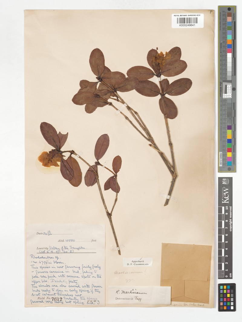 Rhododendron martinianum photo 3