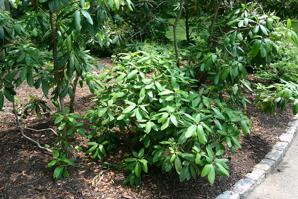 Great Laurel photo 7