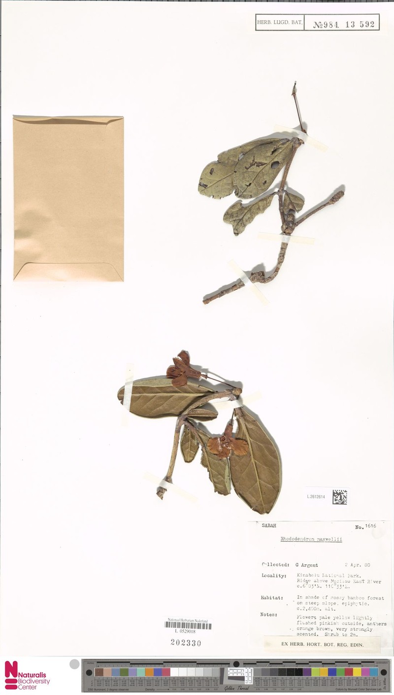Rhododendron maxwellii