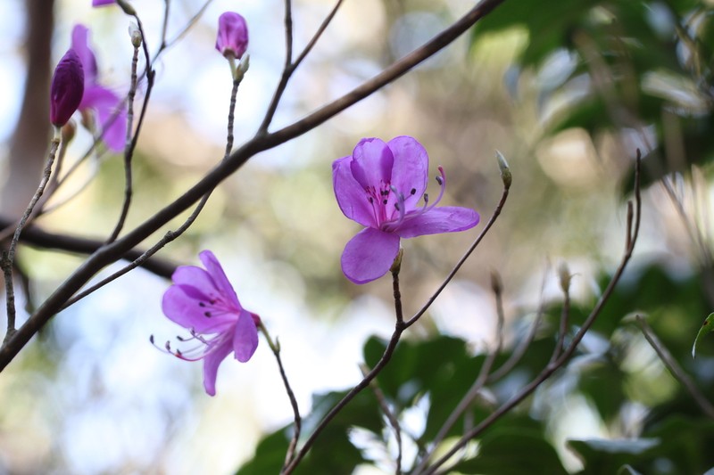 Rhododendron mayebarae