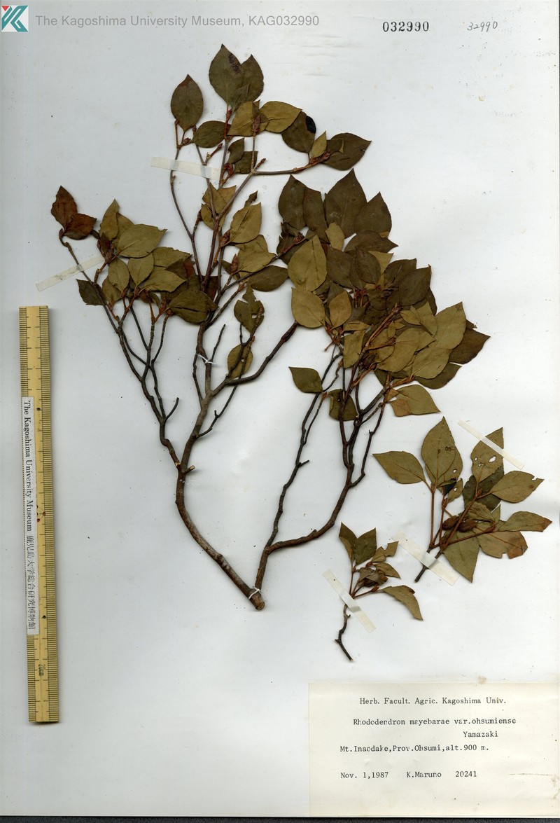 Rhododendron mayebarae photo 2