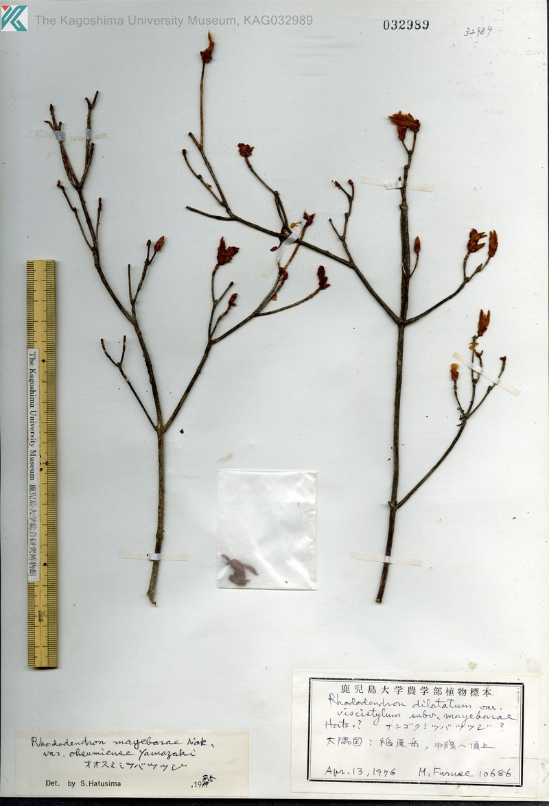 Rhododendron mayebarae photo 3
