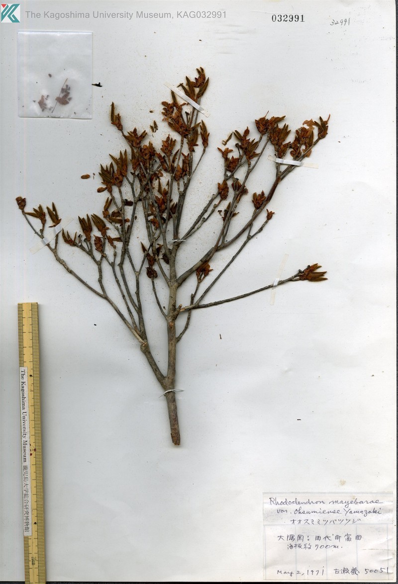 Rhododendron mayebarae photo 4