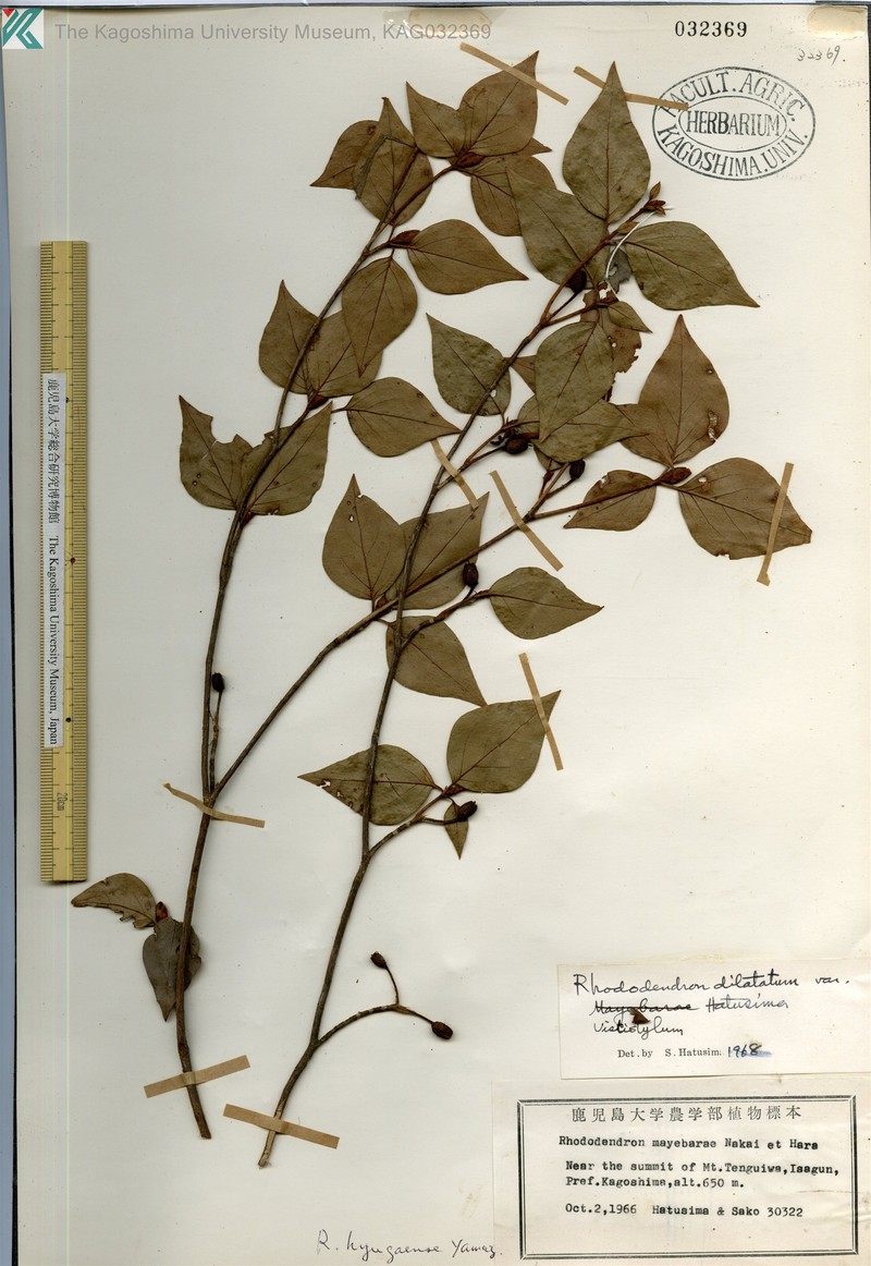 Rhododendron mayebarae photo 6