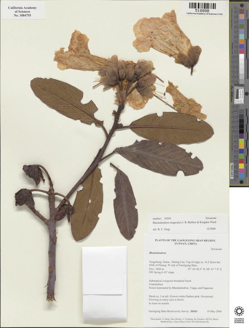 Rhododendron megacalyx