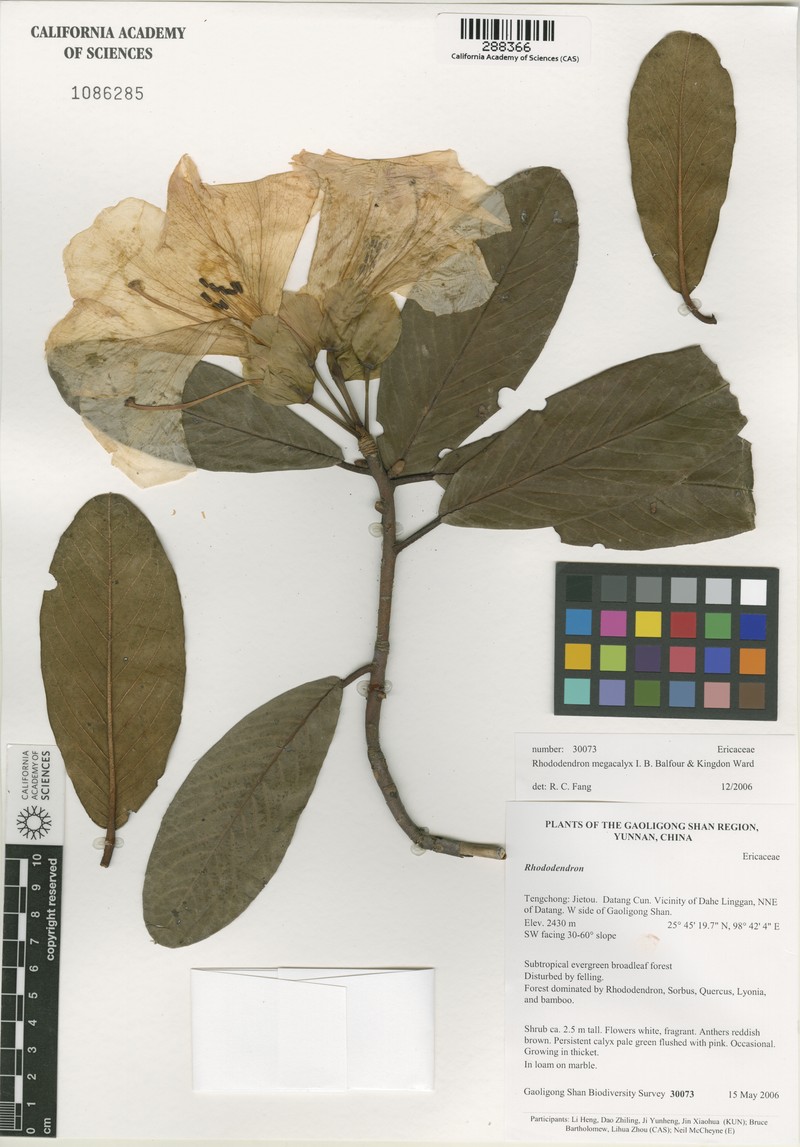 Rhododendron megacalyx photo 2