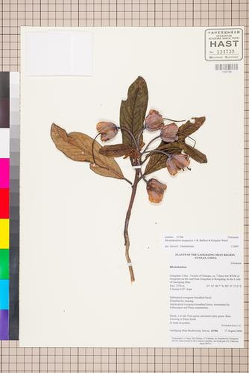 Rhododendron megacalyx photo 4