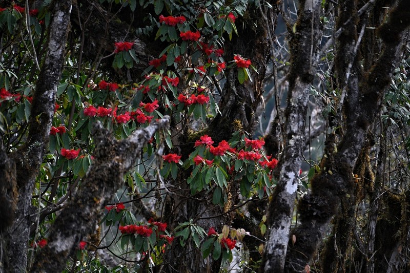 Rhododendron megalanthum