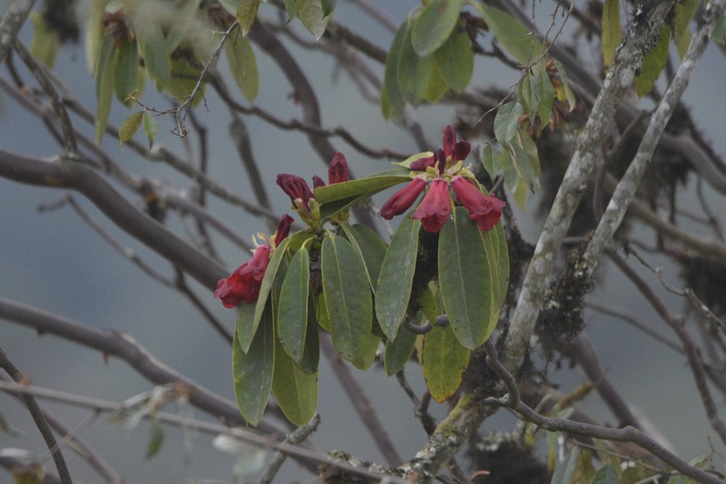 Rhododendron megalanthum photo 2