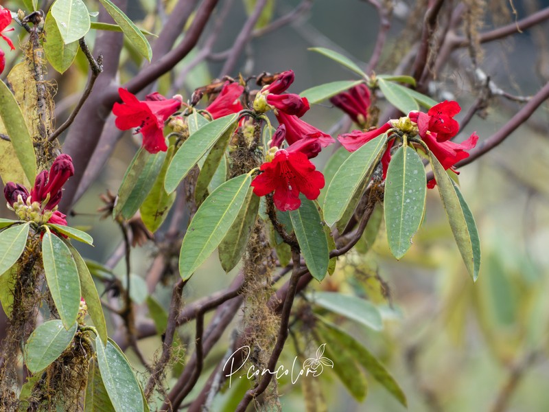 Rhododendron megalanthum photo 3