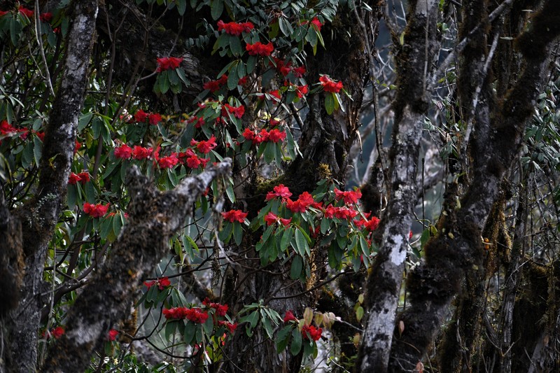 Rhododendron megalanthum photo 4