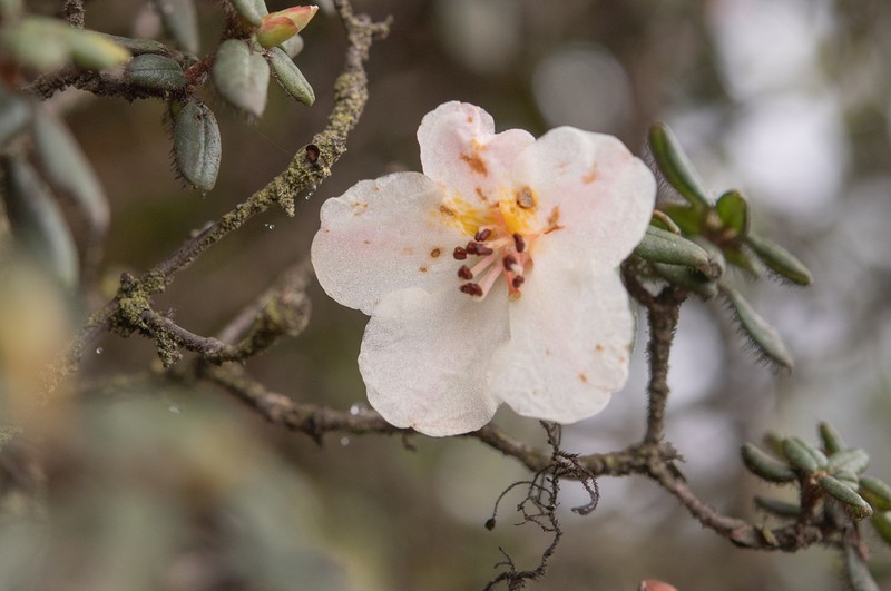 Rhododendron megeratum photo 2