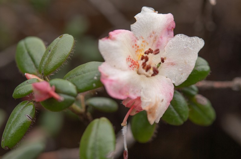 Rhododendron megeratum photo 3