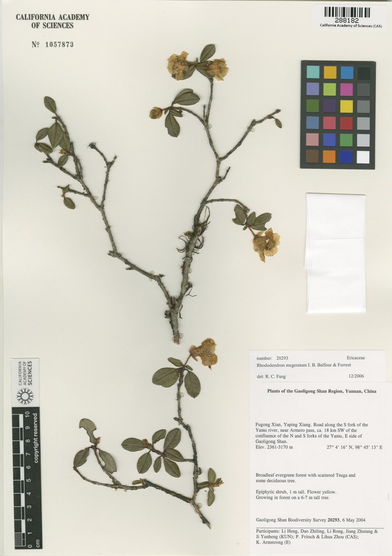 Rhododendron megeratum photo 4