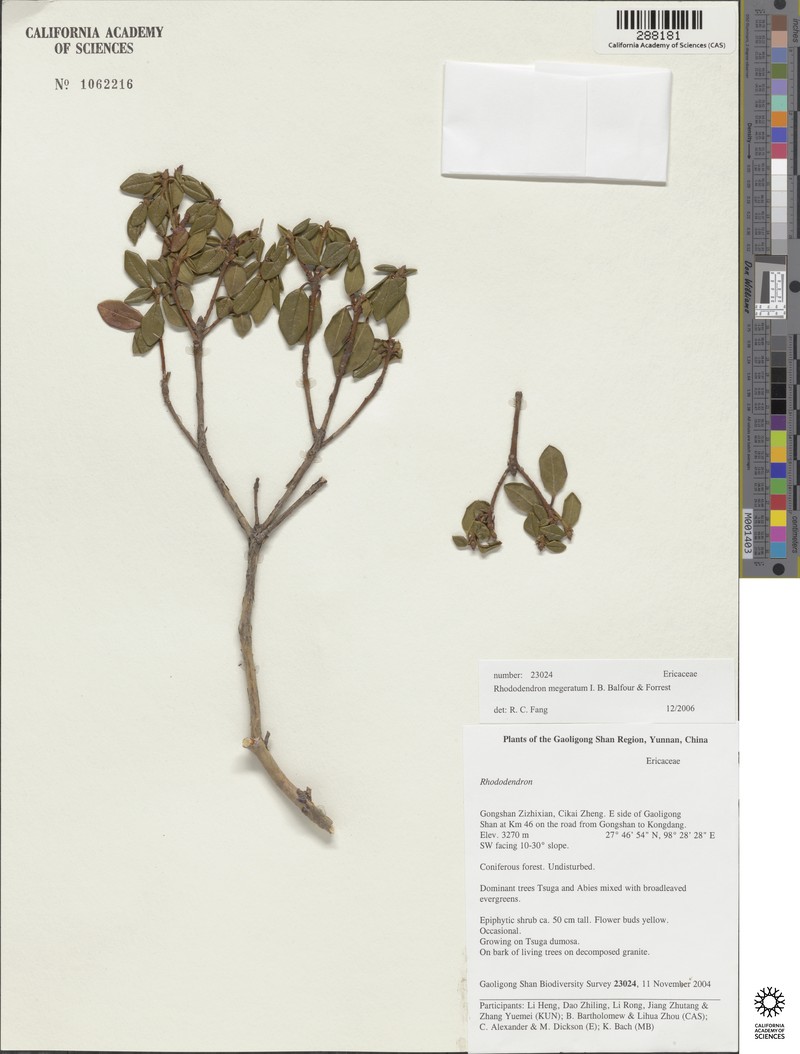 Rhododendron megeratum photo 5