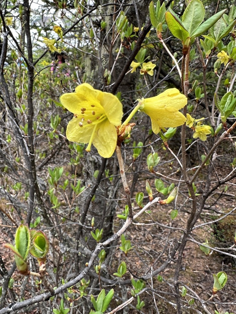 Rhododendron mekongense