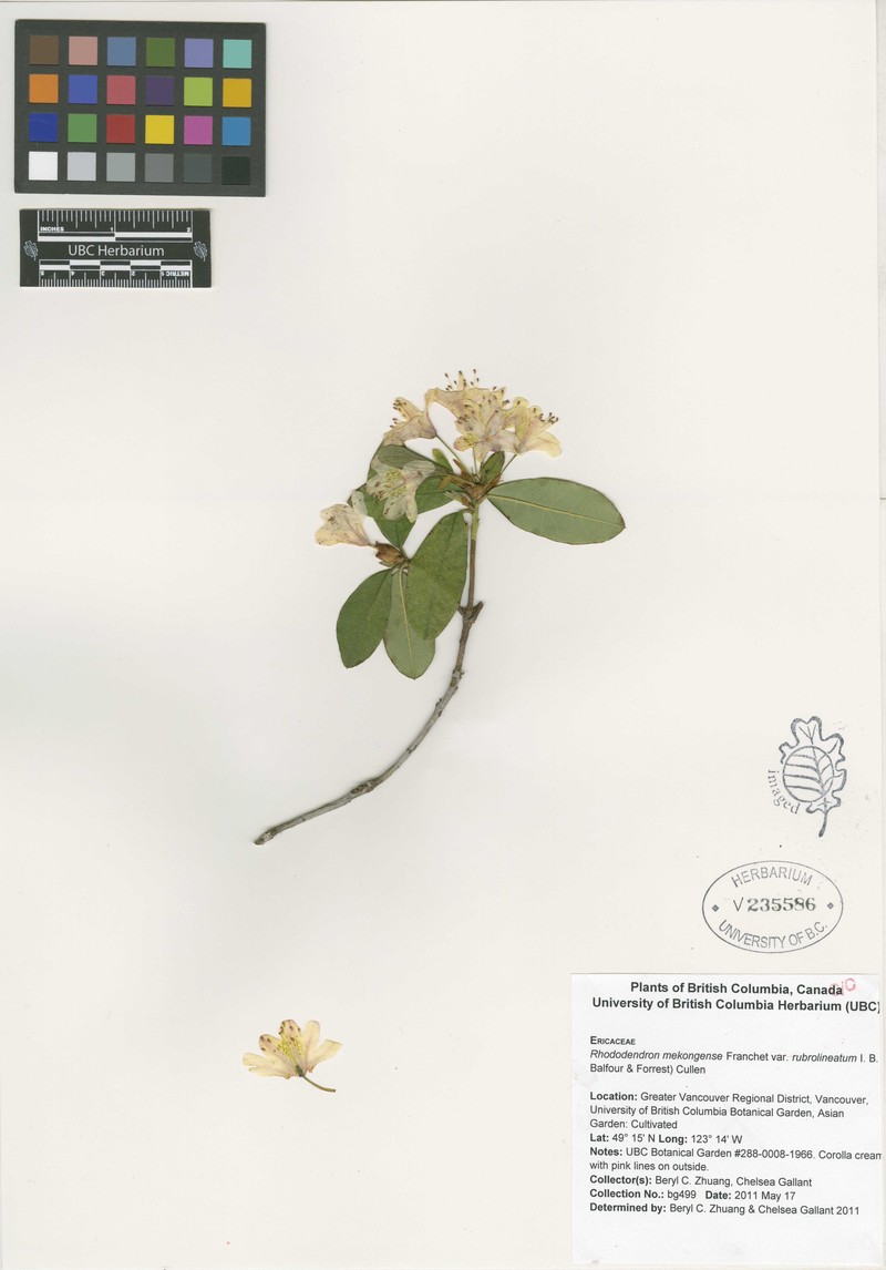 Rhododendron mekongense photo 2