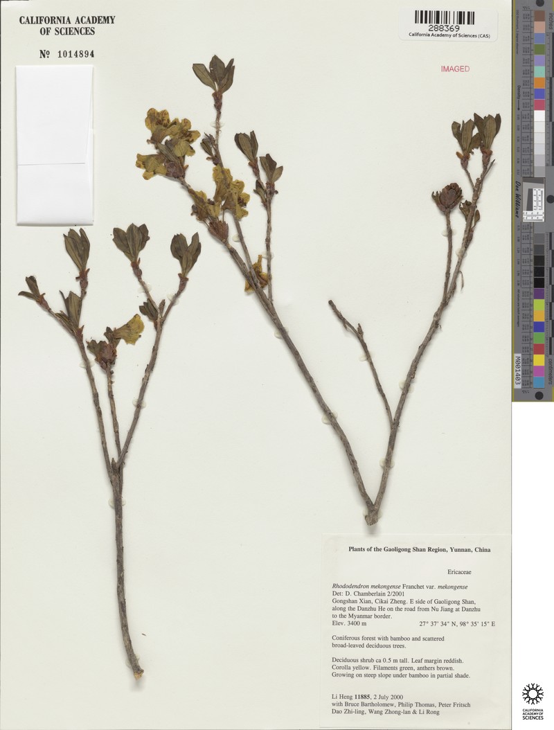 Rhododendron mekongense var. mekongense