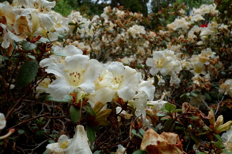 Rhododendron mekongense var. melinanthum