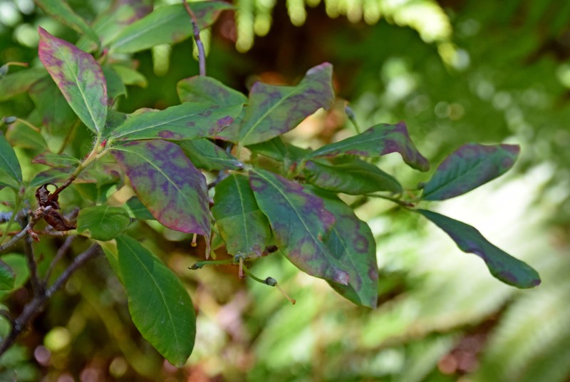 Rhododendron mekongense var. melinanthum photo 2