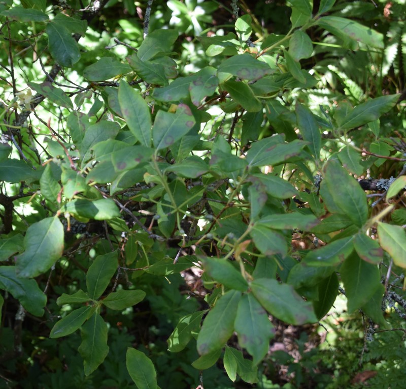 Rhododendron mekongense var. melinanthum photo 3