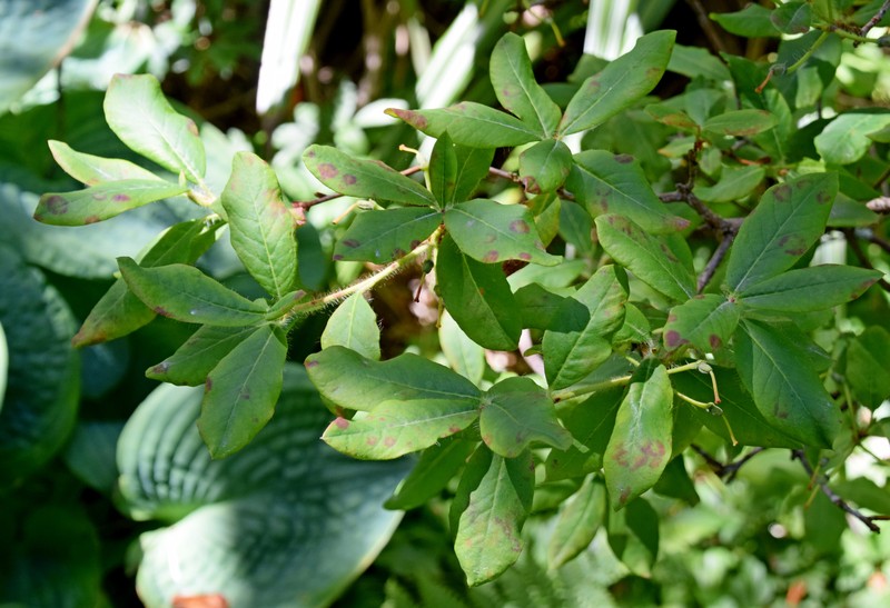 Rhododendron mekongense var. melinanthum photo 4