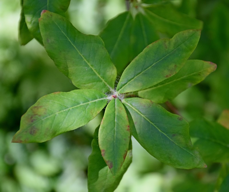 Rhododendron mekongense var. melinanthum photo 5