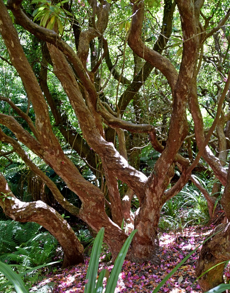 Rhododendron mekongense var. melinanthum photo 6