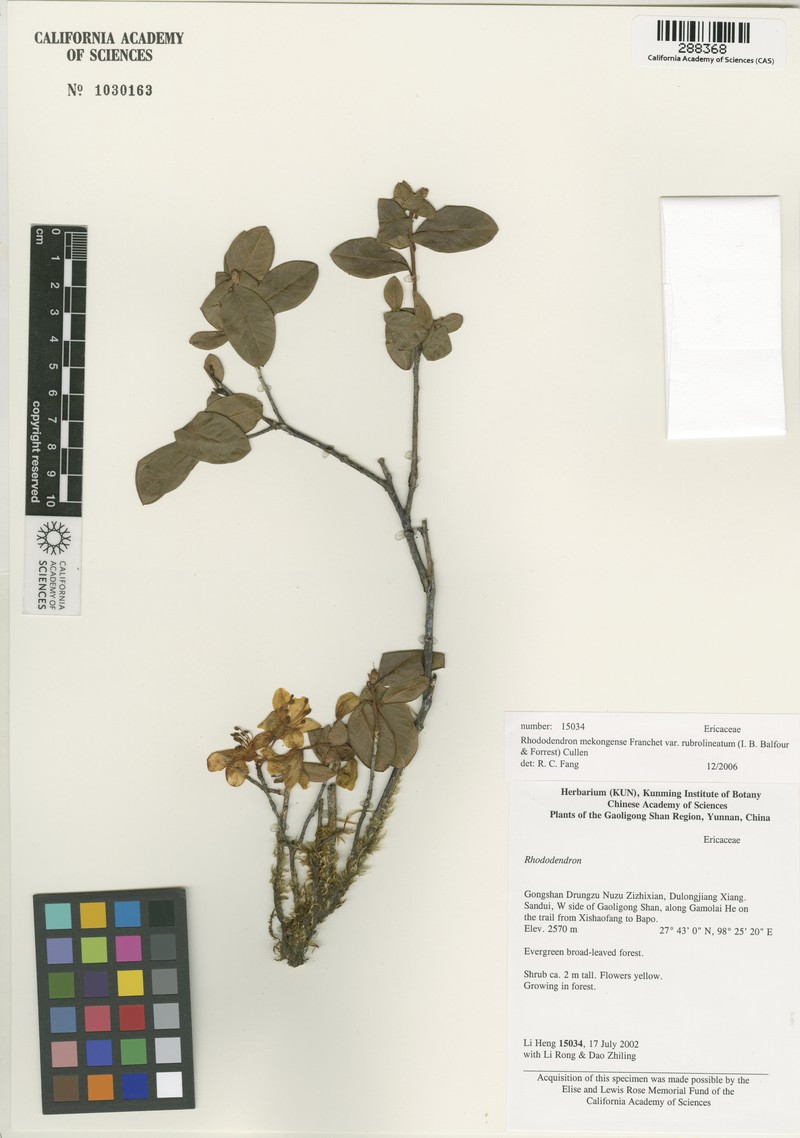 Rhododendron mekongense var. rubrolineatum photo 2