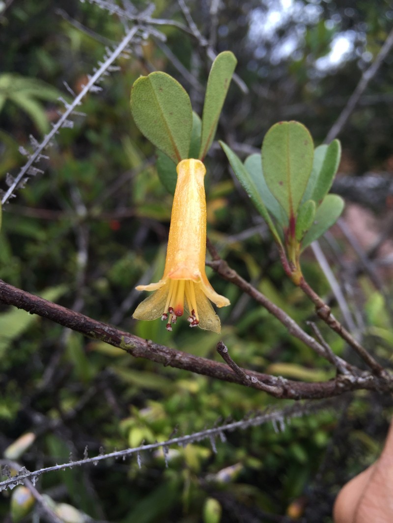Rhododendron meliphagidum