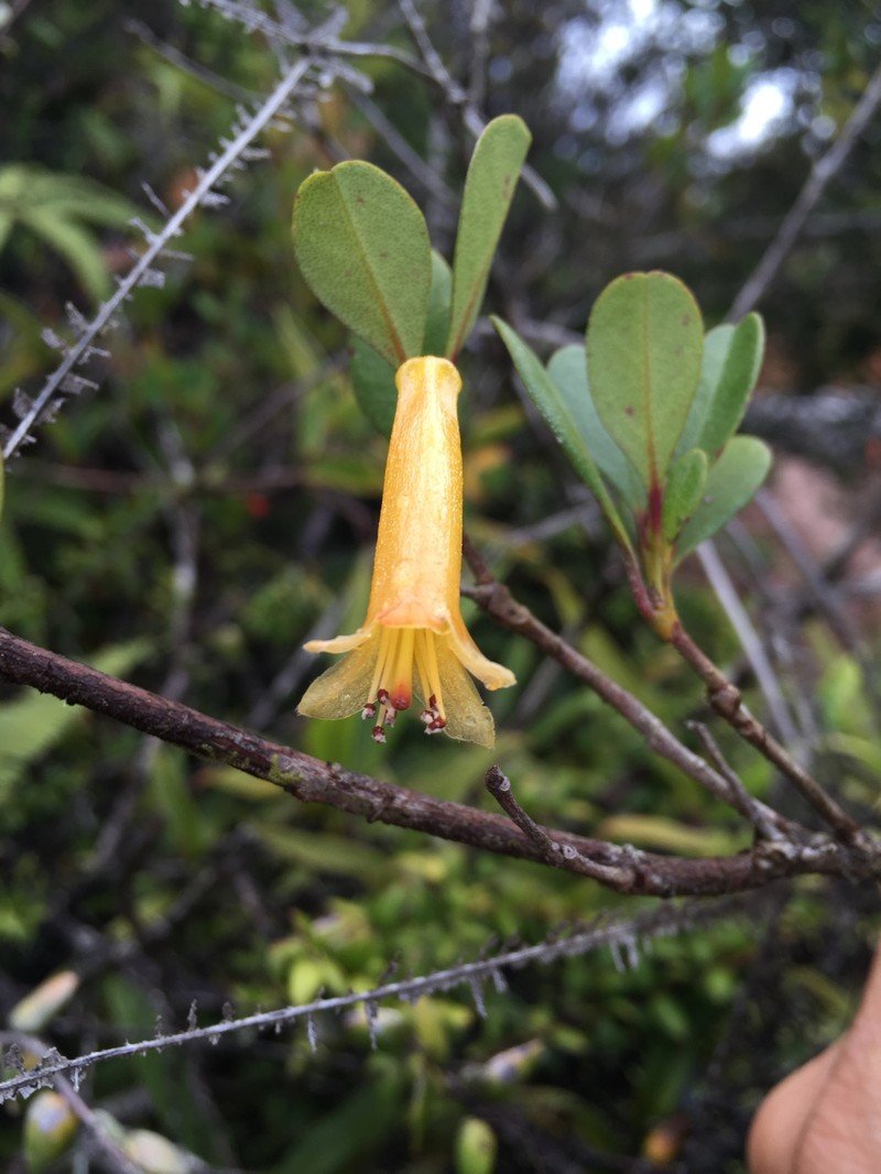 Rhododendron meliphagidum photo 2