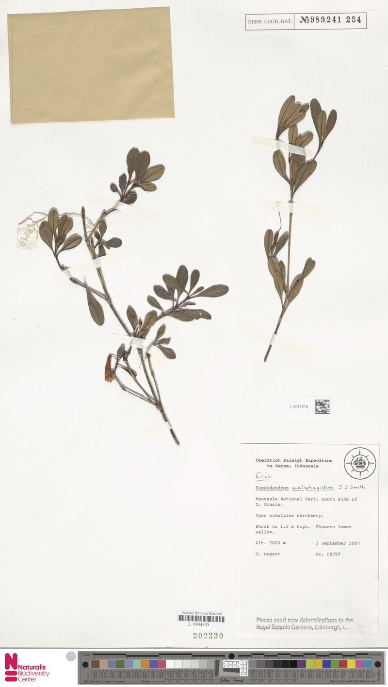Rhododendron meliphagidum photo 3