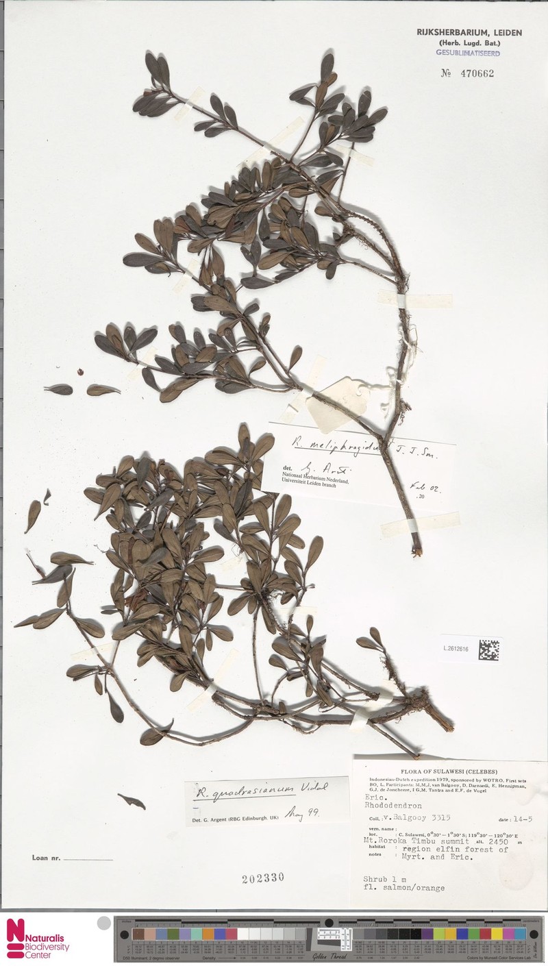 Rhododendron meliphagidum photo 4