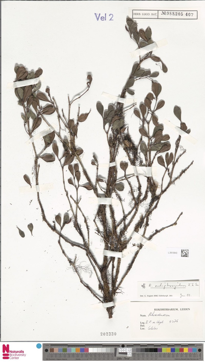 Rhododendron meliphagidum photo 5
