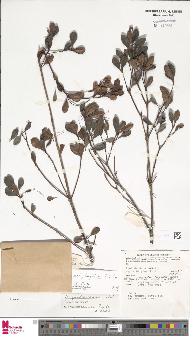 Rhododendron meliphagidum photo 6