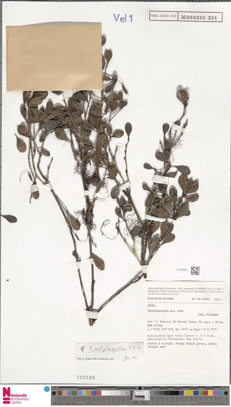 Rhododendron meliphagidum photo 7