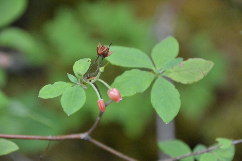 Rusty Menziesia
