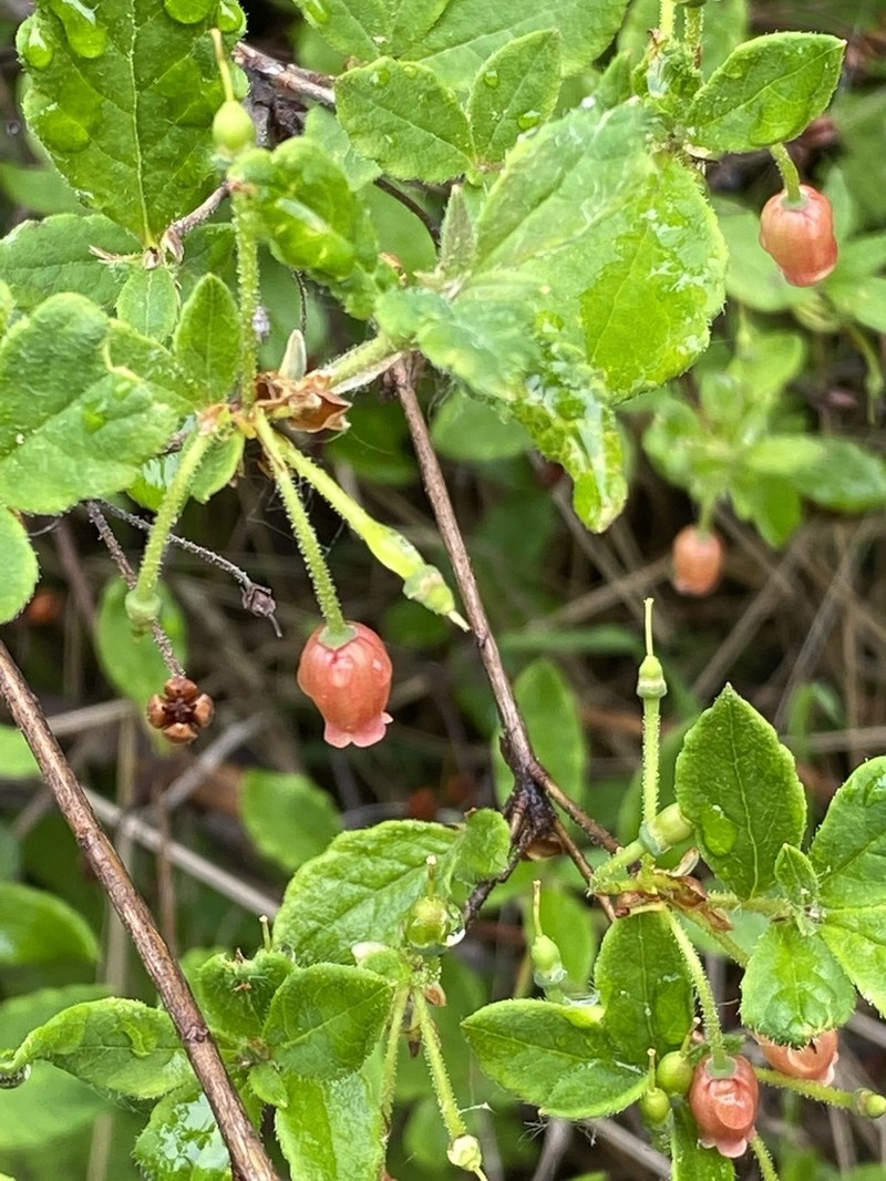Rusty Menziesia photo 3