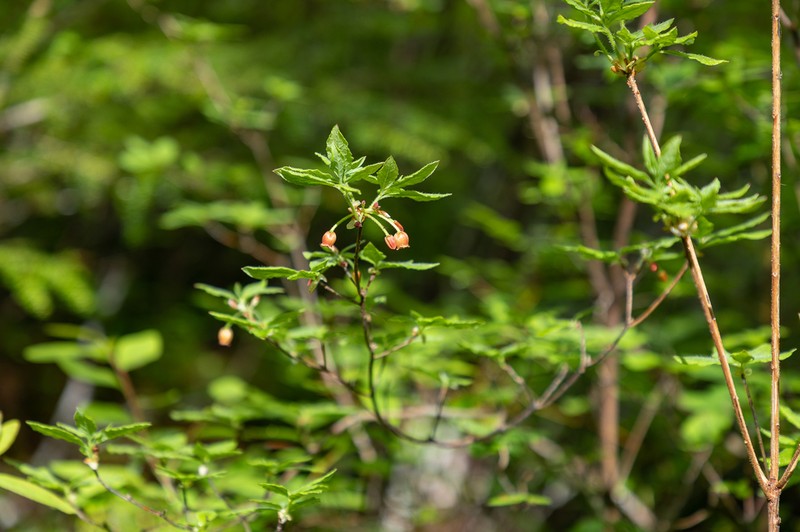 Rusty Menziesia photo 4