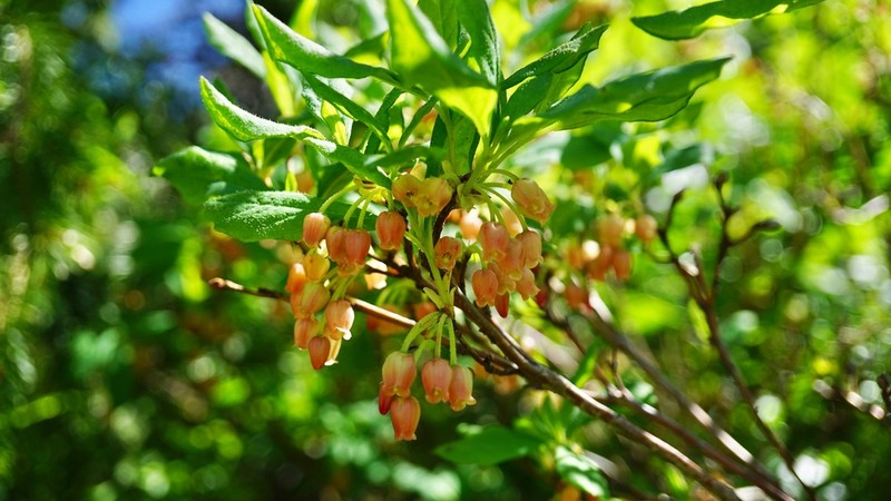 Rusty Menziesia photo 6