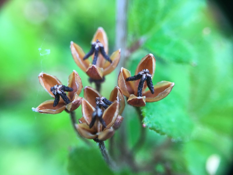 Rusty Menziesia photo 7