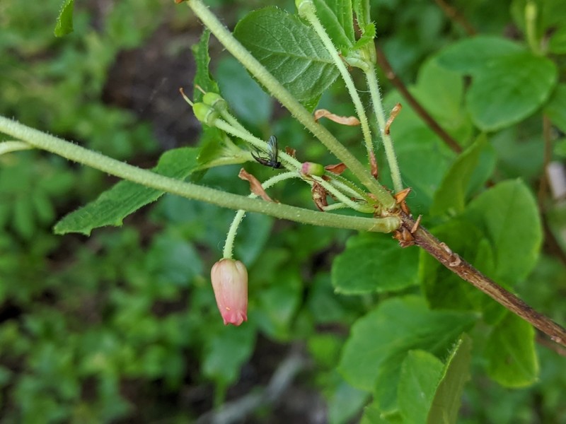 Rusty Menziesia photo 8