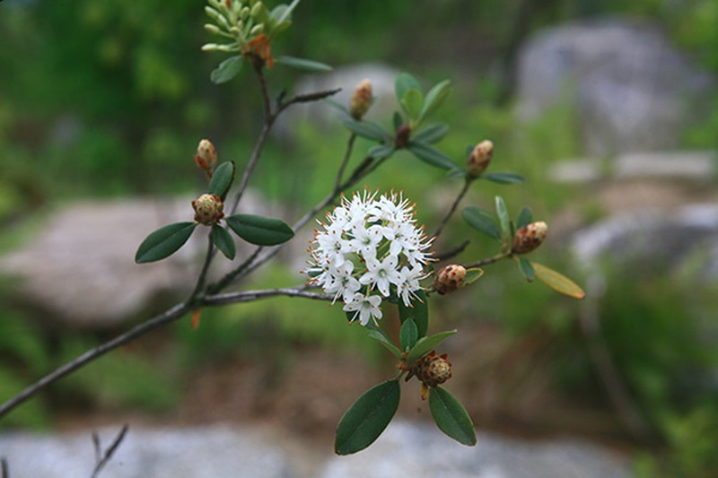 Rhododendron micranthum