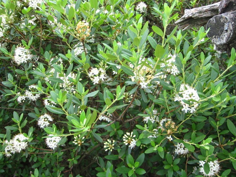 Rhododendron micranthum photo 2
