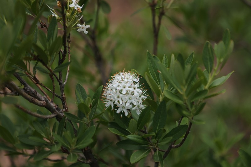 Rhododendron micranthum photo 3