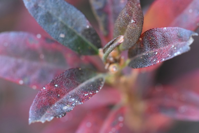 Rhododendron micranthum photo 4