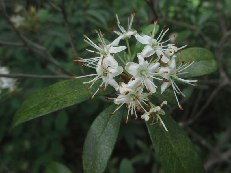 Rhododendron micranthum photo 5