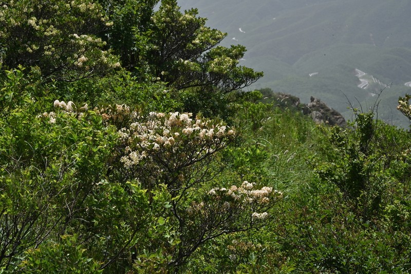 Rhododendron micranthum photo 6