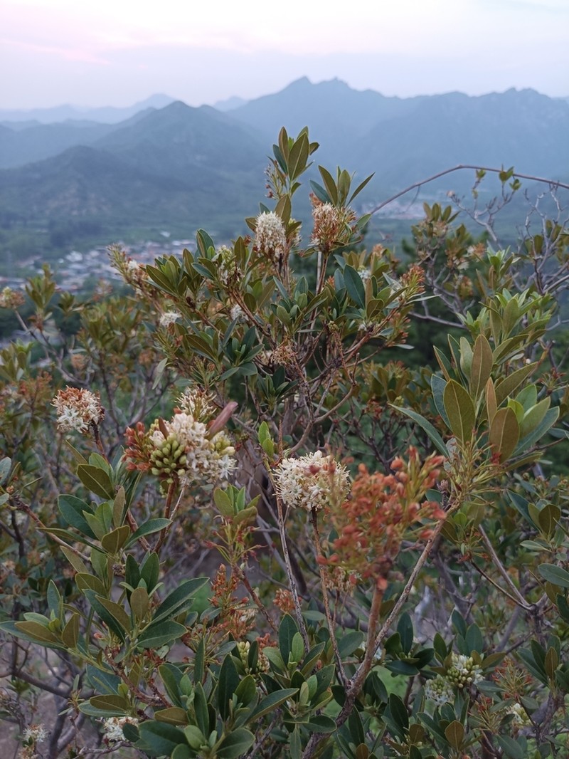 Rhododendron micranthum photo 7