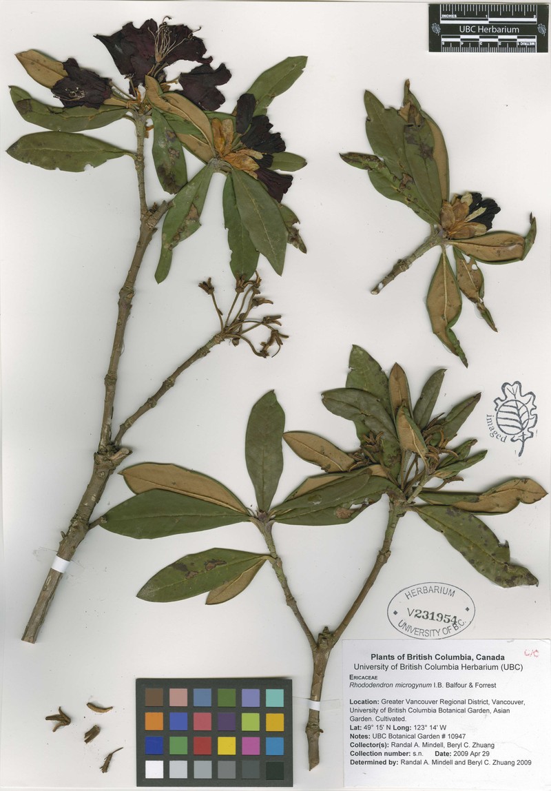 Rhododendron microgynum